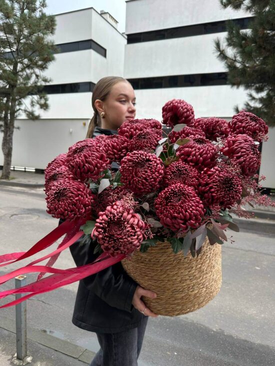 Бордові хризантеми в кашпо «Бордова Розкіш»